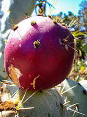 Cactus pears 