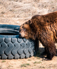 brown bear in zoo