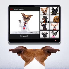 Zelfklevend Fotobehang Grappige hond hond met een online vergadering videoconferentie