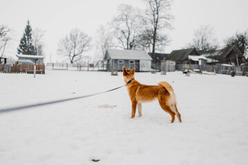 Orange dog on a walk in the winter in the snow