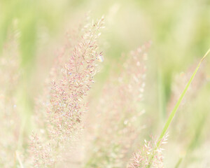 Pale green, soft focus dew drops on tall, flowering plumes of grass. Soft red, pink and greens create a dreamy background.