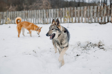 Siberian Laika dog is playing outside in the snow with dogs.