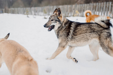 Siberian Laika dog is playing outside in the snow with dogs.