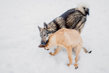 two aggressive dogs playing and biting fighting in the snow in winter