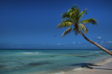 Palmeras en una playa en el Mar Caribe. Punta Cana. Isla saona

