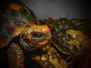 tortoise in its habitat looking at each other