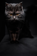 Adorable scottish black tabby cat on black background.