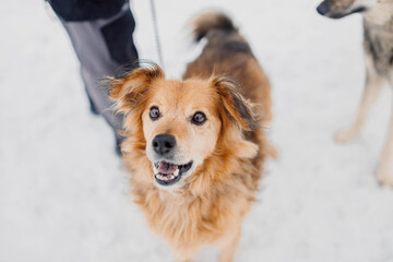 Orange dog on a walk in the winter in the snow