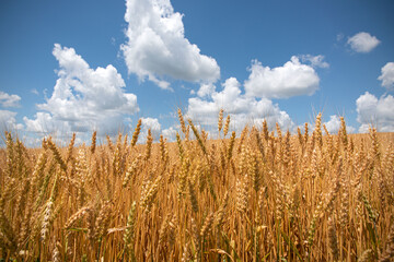 Wheat field blue sky with clouds