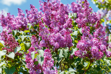 Obraz premium Spring blooming flowers of lilac on lilac bushes against the blue sky. Natural background of violet blooming lilac flowers outside.