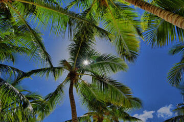 Palmeras en una playa en el Mar Caribe. Punta Cana. Isla saona
