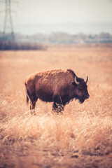 american buffalo in the field