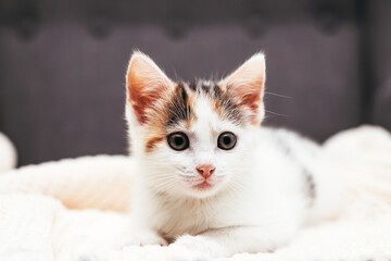 Fototapeta na wymiar A cute domestic tricolor kitten lies on a light soft bedspread. Taking care and caring for pets. Place for text