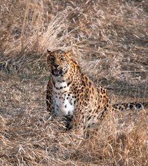 leopard in the grass
