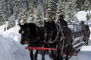 Winter fun: convoy of horse-drawn sledges for tourists in Rocky Mountains