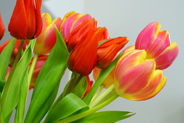 Close-up of a yellow and red tulip flower head in spring