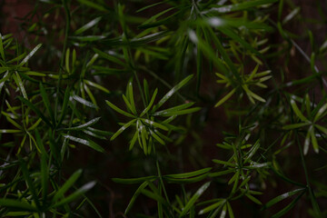 Dark green background of fresh thin leaves of asparagus fern