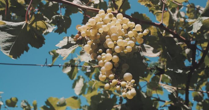 Close-up of white grapes in a vineyard in the morning sun