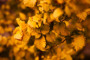 yellow autumn leaves