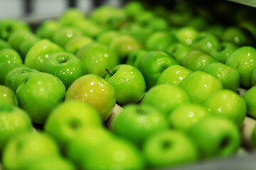 Green delicious apples on packing line at fruit warehouse. Food industry.