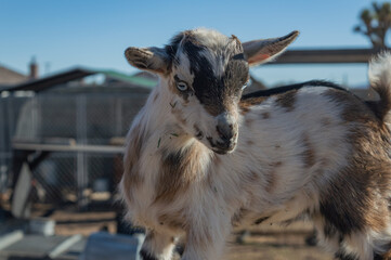 Newborn Nigerian Dwarf goat playing in the afternoon sun. 