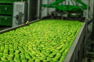 Green delicious apples on packing line at fruit warehouse. Food industry.