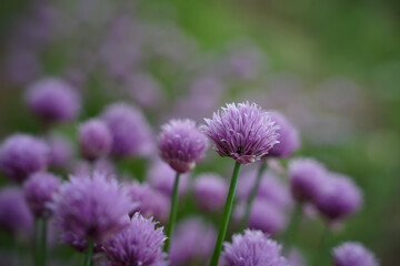 Decorative blooming onion on a bed in the garden. Selective focus. Horizontal orientation. Blurred textures.