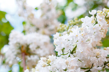 White lilac. Spring blooming flowers of White lilac on lilac bushes. Natural White Flower against blue sky background outside.