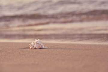 Seashell on the sandy shore of the sea with blurred waves in the background.