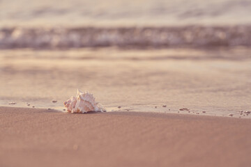 Seashell on the sandy shore of the sea with blurred waves in the background.