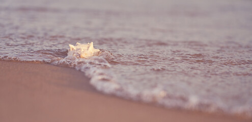 Seashell on the sandy shore of the sea in water with blurred waves in the background.