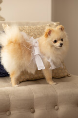 beautiful small pomeranian dog sitting on a sofa with cushions, wears a white dress, pets in the home