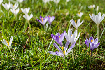 early spring, first spring flowers, sunny day, close-up crocuses
