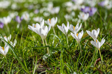 early spring, first spring flowers, sunny day, close-up crocuses