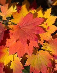 Naklejka na ściany i meble Bright red, yellow and orange layered autumn maple leaves 