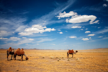 The Mongolian Gobi is the habitat of the Bactrian camel