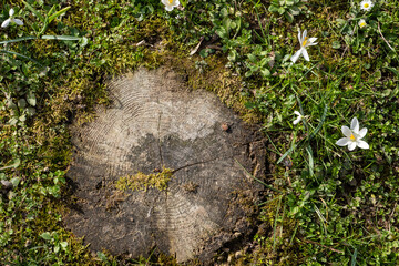 the beginning of spring, a sunny day, the first spring flowers, a stump overgrown with moss and young grass