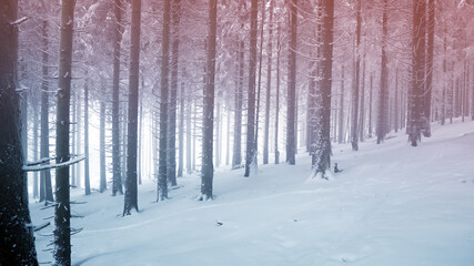 Fototapeta premium snowfall in the winter forest