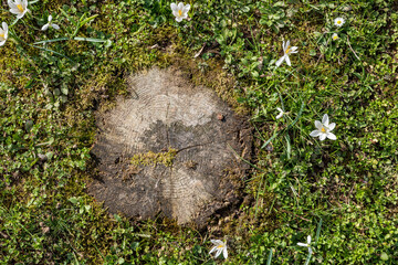 the beginning of spring, a sunny day, the first spring flowers, a stump overgrown with moss and young grass