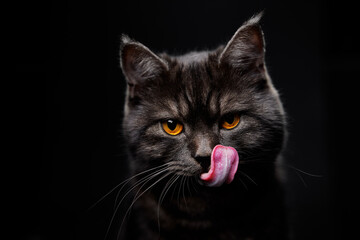 Adorable scottish black tabby cat on black background.