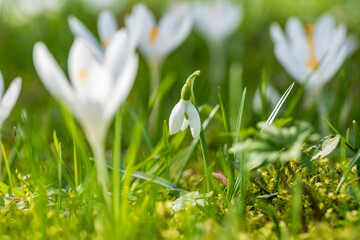 early spring, first spring flowers, sunny day, close-ups of crocuses and snowdrops
