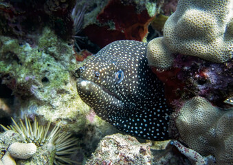 Close Up Moray Eel Peering From Underwater Reef