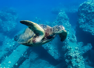 Obraz na płótnie Canvas Green Sea Turtle Underwater Close Up Over Reef