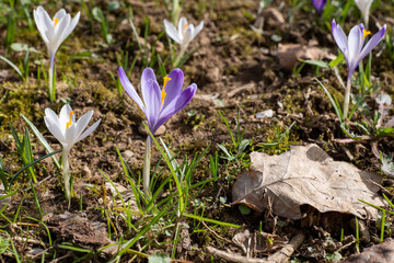 early spring, first spring flowers, sunny day, close-up crocuses