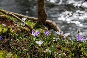 Obraz na płótnie Canvas early spring, sunny day, first spring flowers, crocuses in a meadow by the river among fresh grass
