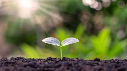 The seedlings grow from fertile soil and the morning sun shines. Ecology and ecological balance concept.