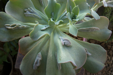 Exotic hybrid succulent plants. Top view of an Echeveria gibbiflora Caronculata rosette of green leaves with many caruncles.