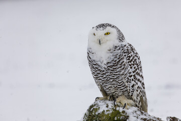 Snowy owl, Bubo scandiacus, perched on tree stump during snowfall. Portrait of arctic owl on snowy...