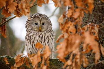 Portrait of ural owl, Strix uralensis, perched on old oak tree covered by wet orange leaves....
