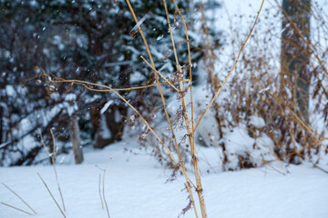 snow covered trees